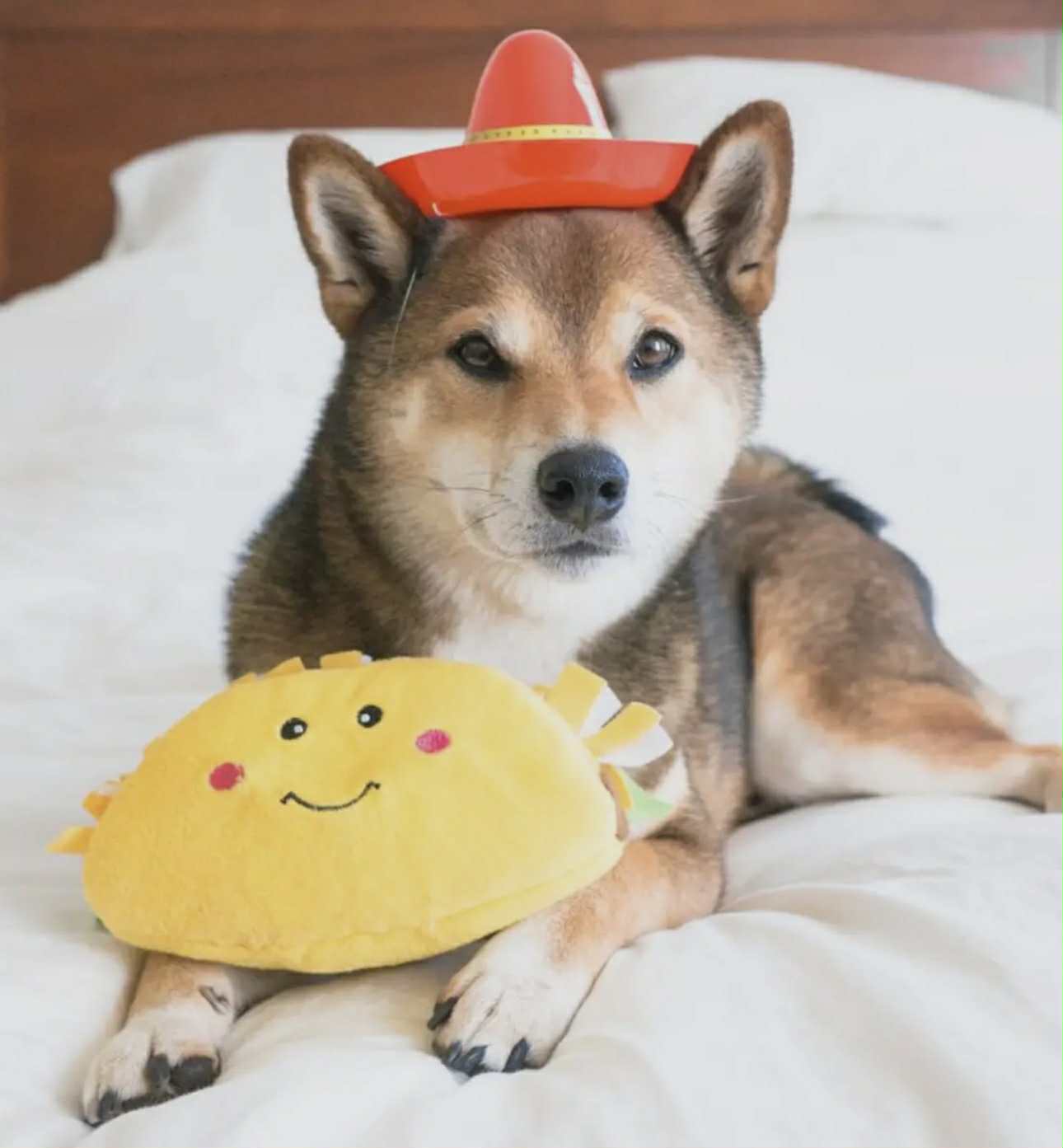 Taco - jouet fouille